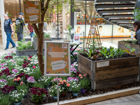 Bild vom Blumenbeet am verkaufsoffenen Sonntag