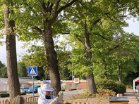 Kinder bekommen eine Bienenführung